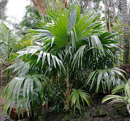 Chelyocarpus chuco Palmpedia Palm Grower's Guide