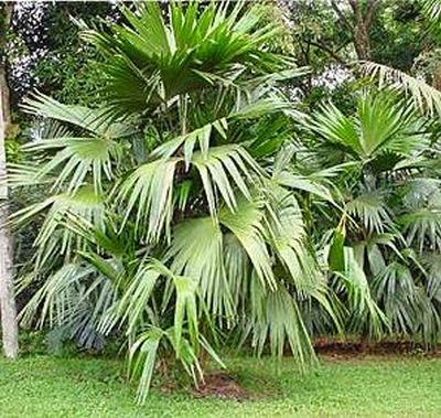 Chelyocarpus chuco Palmpedia Palm Grower's Guide