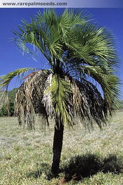 File:ButPur.jpg