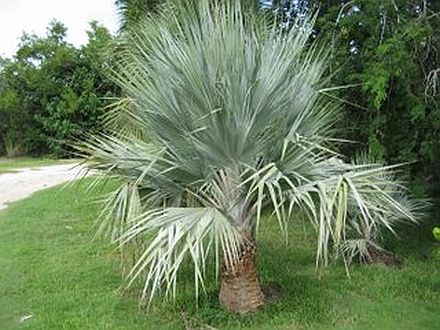 Copernicia ekmanii Palmpedia Palm Grower's Guide