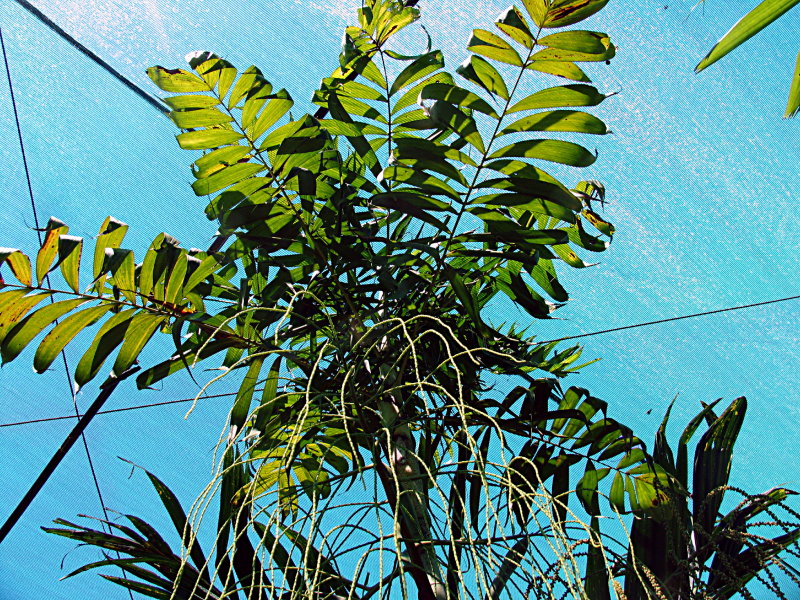 File:Linearis01.jpg