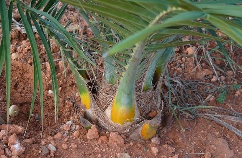 File:Phoenix acaulis (Novetle, Valencia, Spain)-2.jpg - Palmpedia