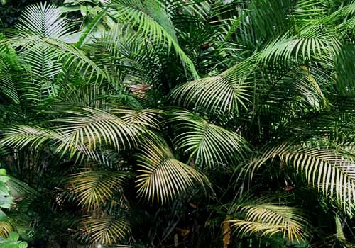 Rhopaloblaste augusta - Palmpedia - Palm Grower's Guide