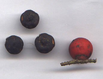 Bactris coloradonis Palmpedia Palm Grower's Guide