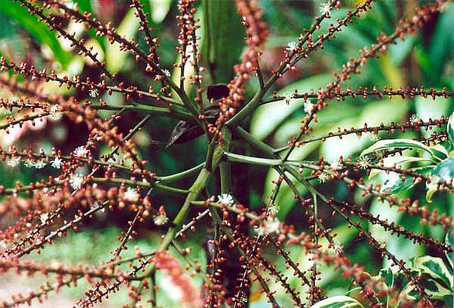 Drymophloeus litigiosus Palmpedia Palm Grower's Guide