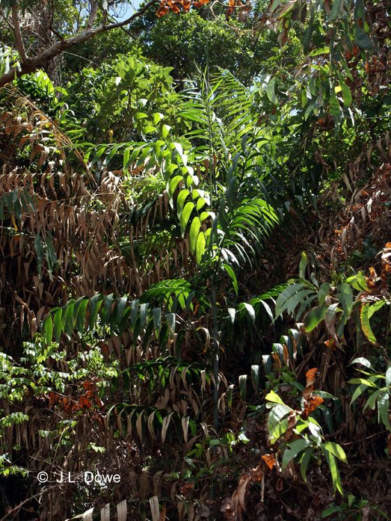 Calamus aruensis Palmpedia Palm Grower's Guide