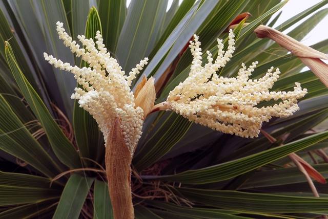 Hemithrinax ekmaniana Palmpedia Palm Grower's Guide