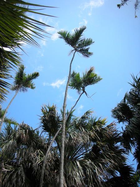 Gaussia attenuata Palmpedia Palm Grower's Guide