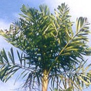 File:Dypsis sahanofensis99.jpg