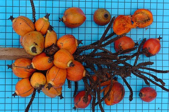 TÌNH YÊU CÂY CỎ ĐV 10  - Page 88 Barcella_odora01