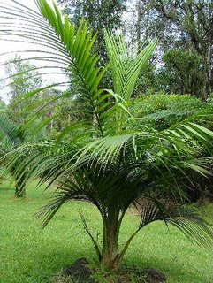 Calyptronoma rivalis-Bo.jpg
