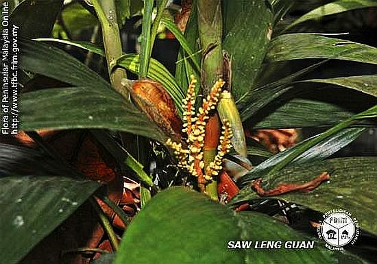 TÌNH YÊU CÂY CỎ ĐV 10  - Page 87 Areca-ridleyana---Inflorescence