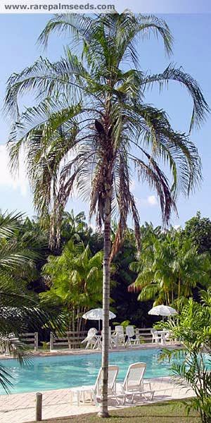 File:SyaBot.jpg