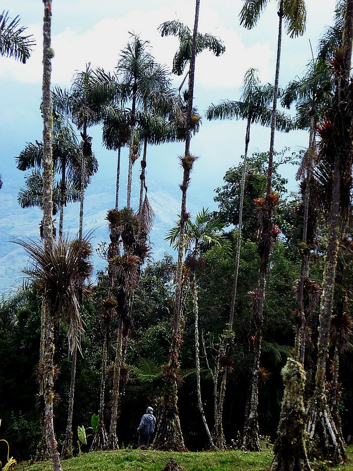 Wettinia kalbreyeri Palmpedia Palm Grower's Guide