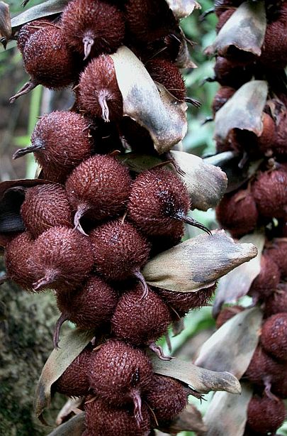 assamica Palmpedia Palm Grower's Guide