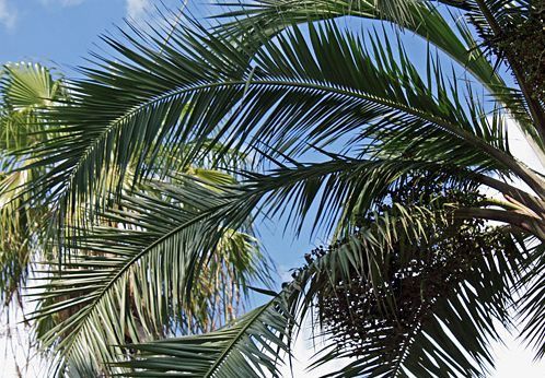 Pseudophoenix lediniana Palmpedia Palm Grower's Guide