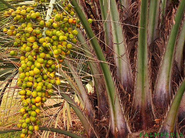 Yatay palm fruit -  Fruits That Start With Y 