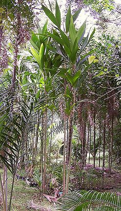 Dypsis amboza full plant.jpg