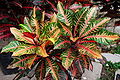 Thumbnail for version as of 11:25, 19 August 2010