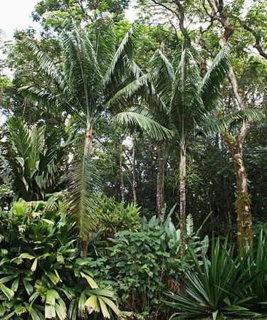 Rhopaloblaste augusta - Palmpedia - Palm Grower's Guide