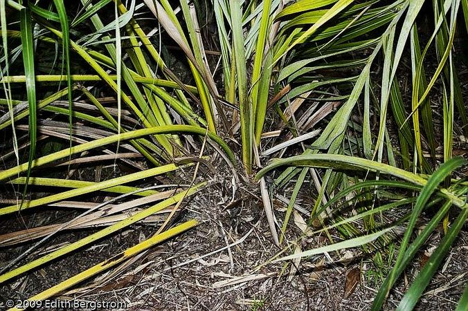 Allagoptera campestris Palmpedia Palm Grower's Guide