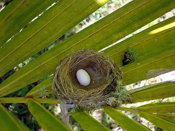 Metroxylon warburgii Palmpedia Palm Grower's Guide