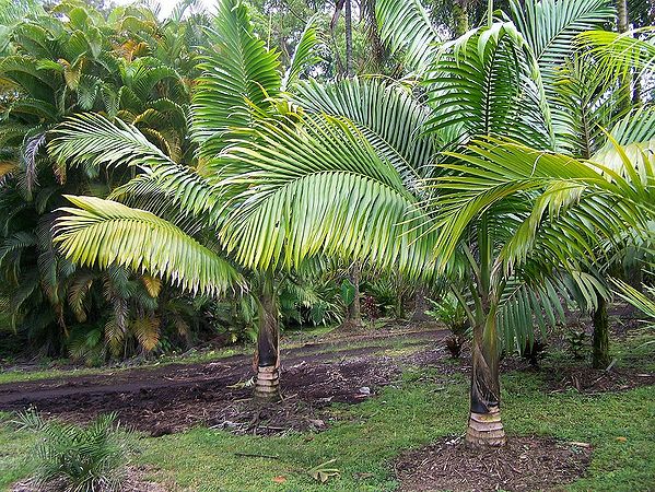 Neoveitchia storckii Palmpedia Palm Grower's Guide