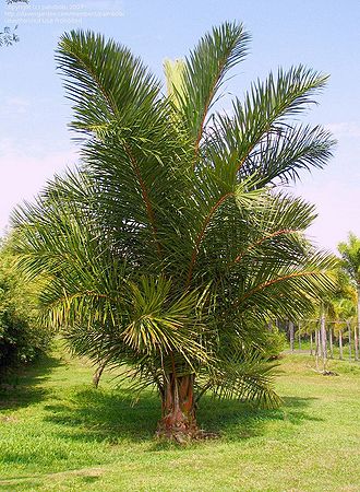 Raffia palm - Wikipedia