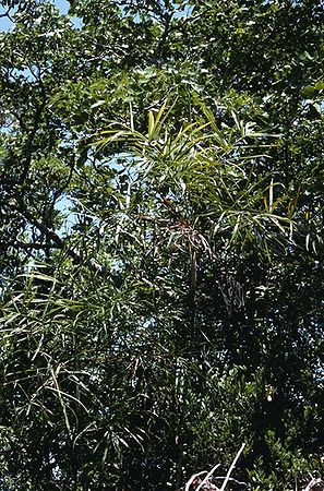 Dypsis fasciculata Palmpedia Palm Grower's Guide