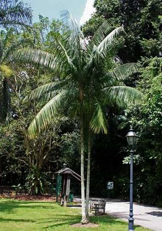 Rhopaloblaste augusta - Palmpedia - Palm Grower's Guide