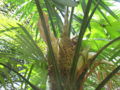 Thumbnail for version as of 00:56, 20 January 2009