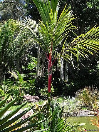 Palmier à tronc rouge, Cyrtostachys renda : planter, cultiver, multiplier