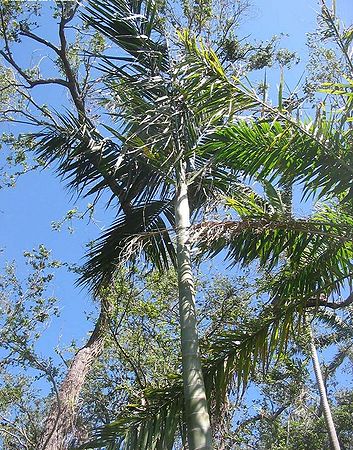 Cyphophoenix nucele Palmpedia Palm Grower's Guide