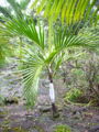 Thumbnail for version as of 17:37, 28 February 2008