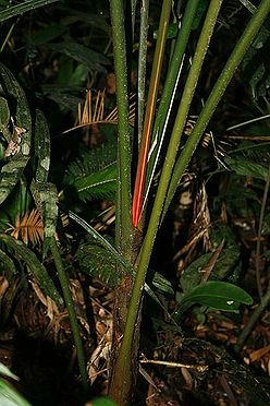 Pinanga Perakensis Palmpedia Palm Grower S Guide