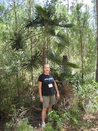 Coccothrinax scoparia - Palmpedia - Palm Grower's Guide