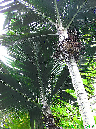 Cyphophoenix nucele Palmpedia Palm Grower's Guide