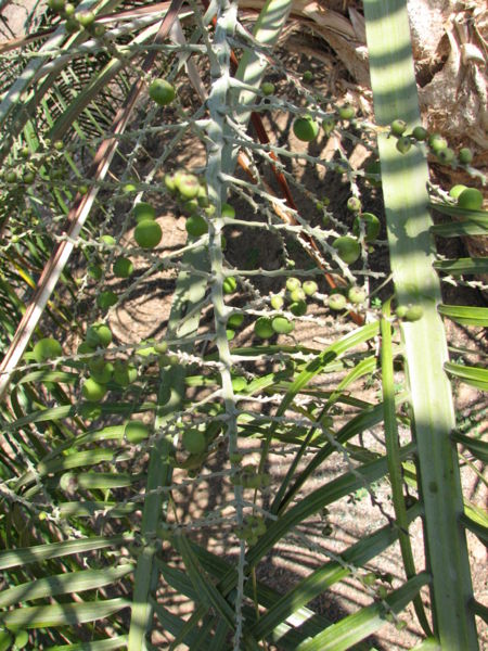 File:Ravenea glauca seeds.JPG