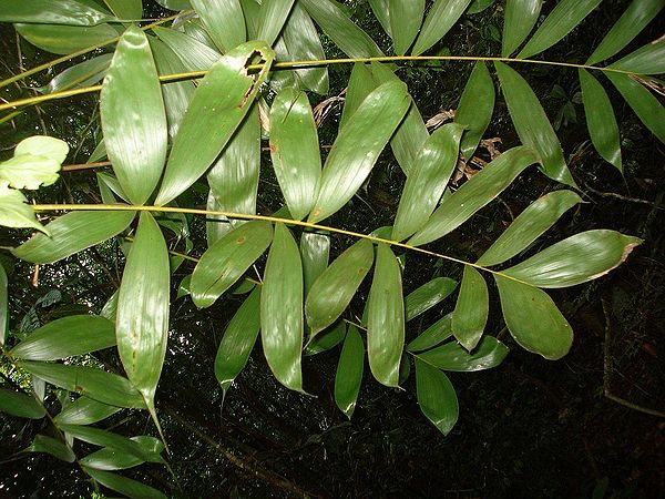 TÌNH YÊU CÂY CỎ ĐV 10  - Page 94 600px-6566469941_b3d939ec39_o