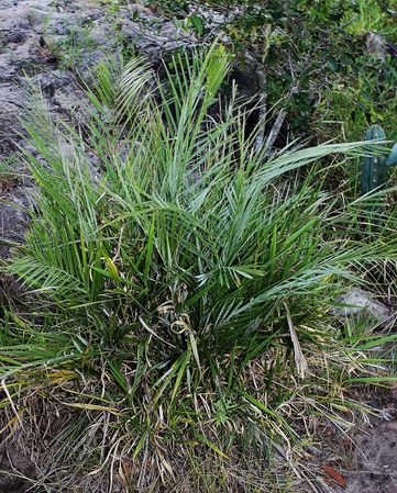 Allagoptera campestris Palmpedia Palm Grower's Guide