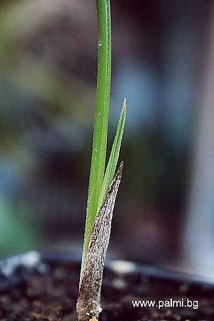 Rhopaloblaste augusta Palmpedia Palm Grower's Guide