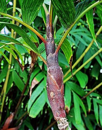 TÌNH YÊU CÂY CỎ ĐV 10  - Page 86 354px-Areca_oxycarpa_crownshaft