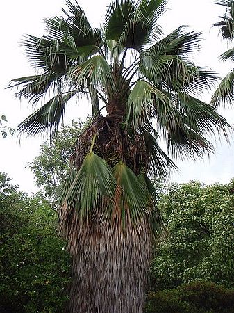 Pritchardia schattaueri Palmpedia Palm Grower's Guide
