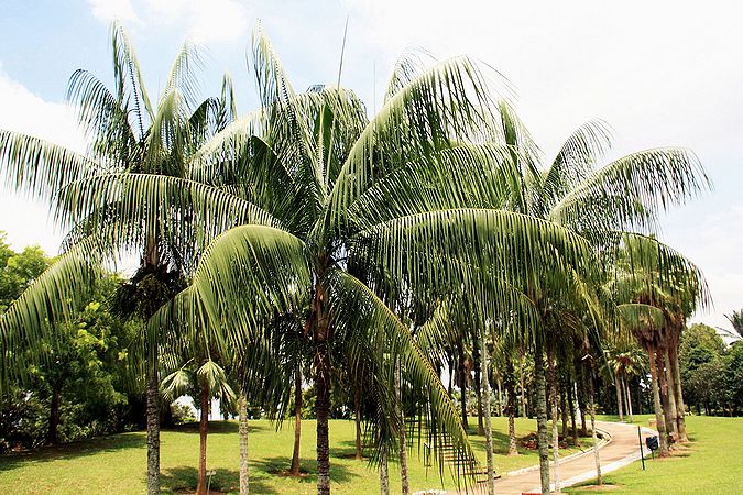 Rhopaloblaste ceramica - Palmpedia - Palm Grower's Guide