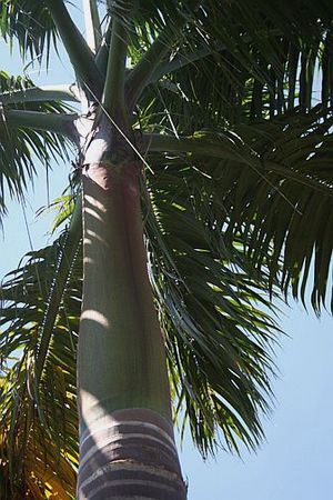 Roystonea maisiana Palmpedia Palm Grower's Guide