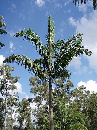 Wodyetia x Veitchia ‘Foxy Lady’ - Palmpedia - Palm Grower’s Guide