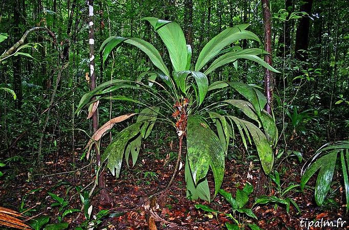 TÌNH YÊU CÂY CỎ ĐV 10  - Page 81 682px-Guy3_asterogyne_guianensis_crique_gabaret_st_georges_img_2564_edited6