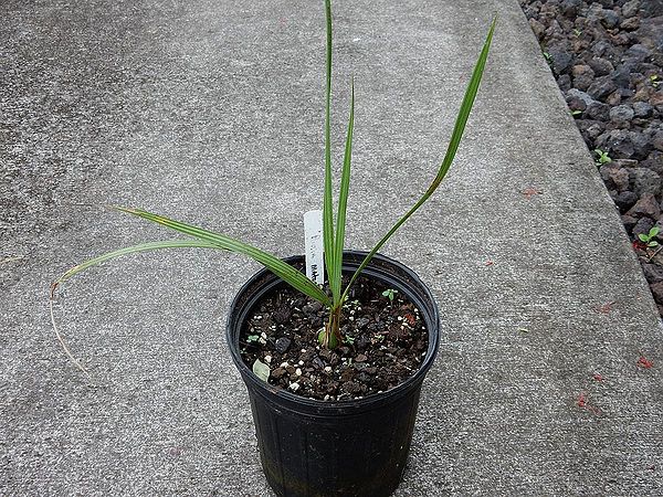 Butia matogrossensis Palmpedia Palm Grower's Guide