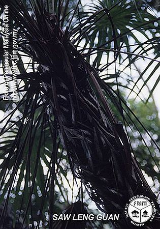 Maxburretia gracilis Palmpedia Palm Grower's Guide