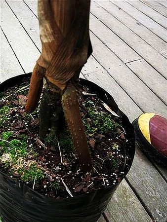 Wettinia kalbreyeri Palmpedia Palm Grower's Guide